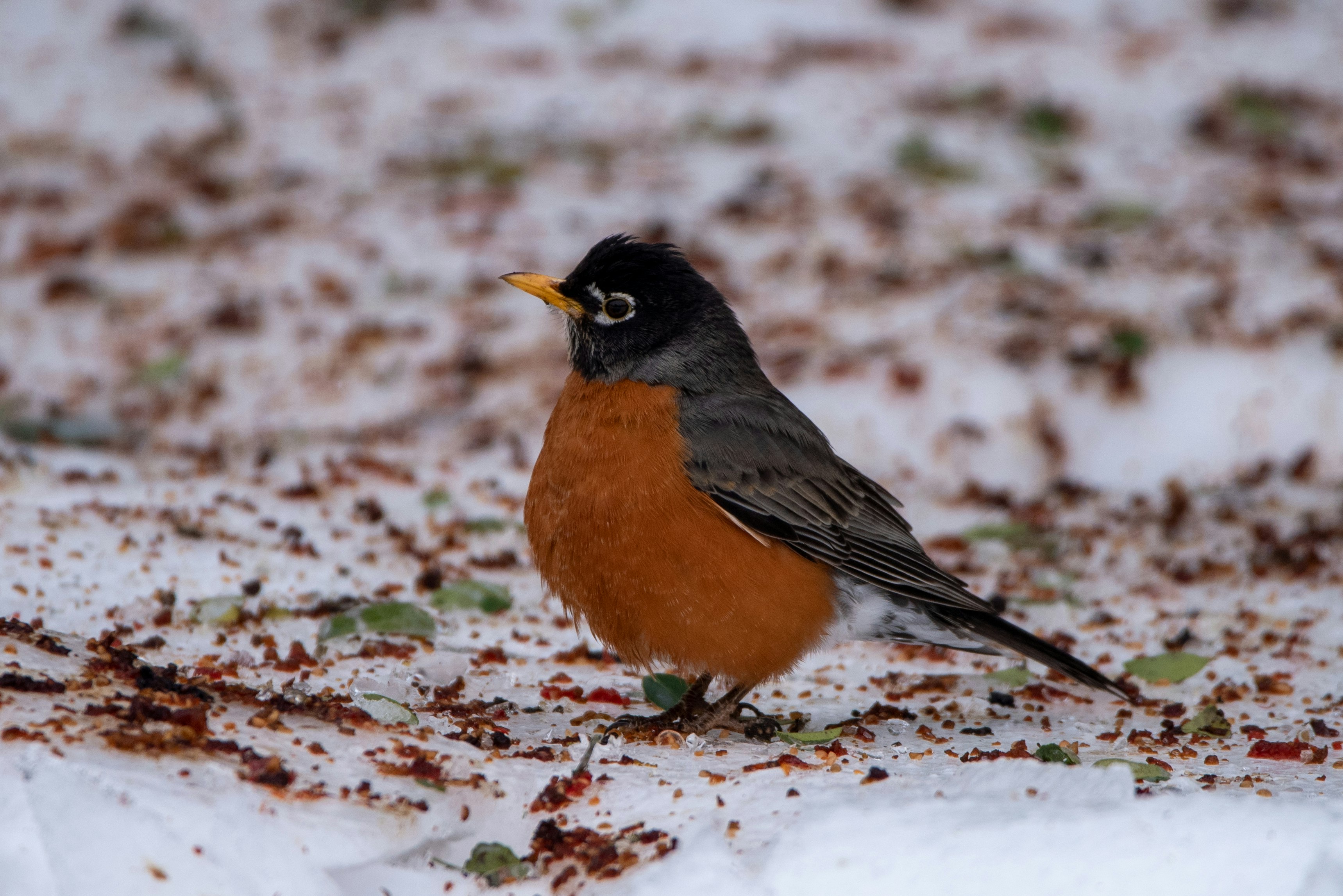 brown and black bird on brown dried leaves